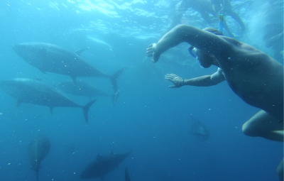 Tuna Tour (baño con atunes gigantes).